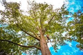 How Our Tree Care Process Works  in  Southside Place, TX