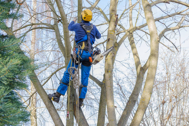 Best Tree Preservation Services  in Southside Place, TX