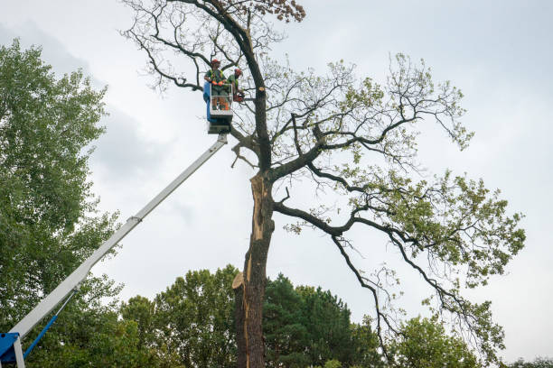 Professional Tree Services in Southside Place, TX