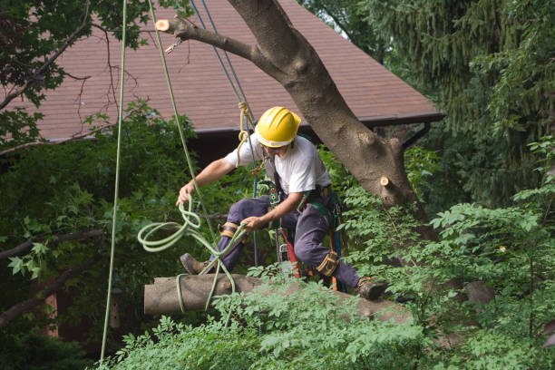 Best Emergency Tree Removal  in Southside Place, TX