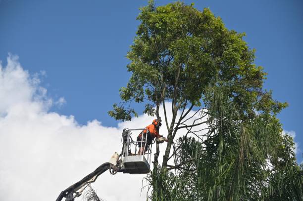 Best Stump Grinding and Removal  in Southside Place, TX