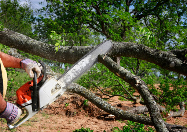  Southside Place, TX Tree Services Pros